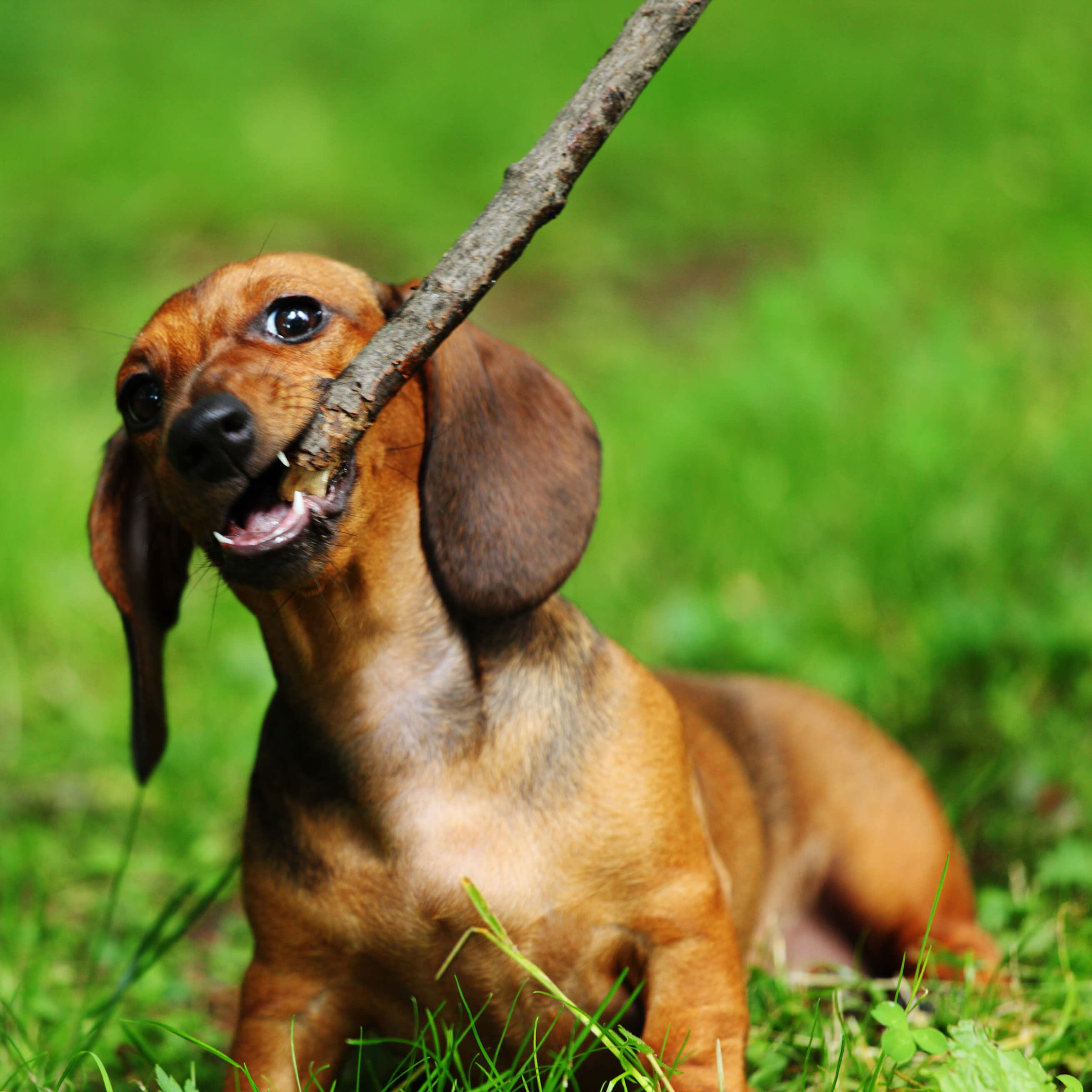 Dachshund Temperament & Personality - What Are Doxies Really Like?