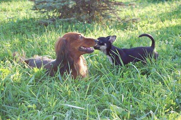 Socializing of a Dachshund with other dogs
