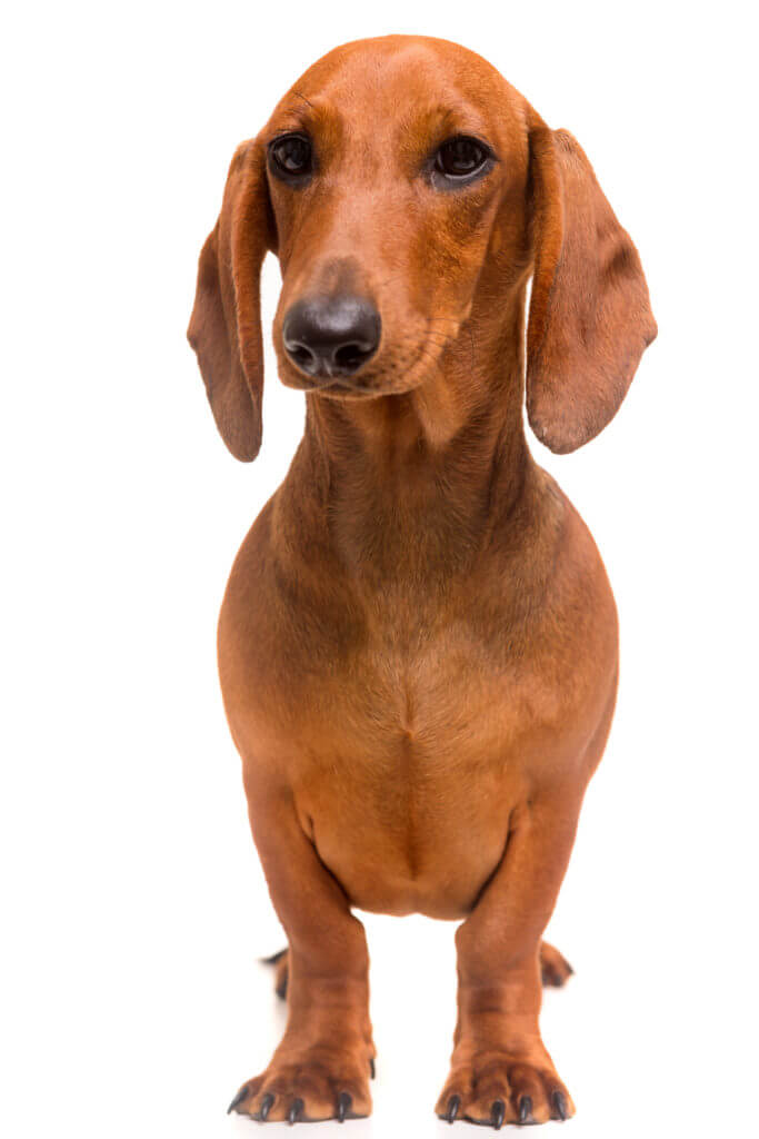 Short-haired standard dachshund