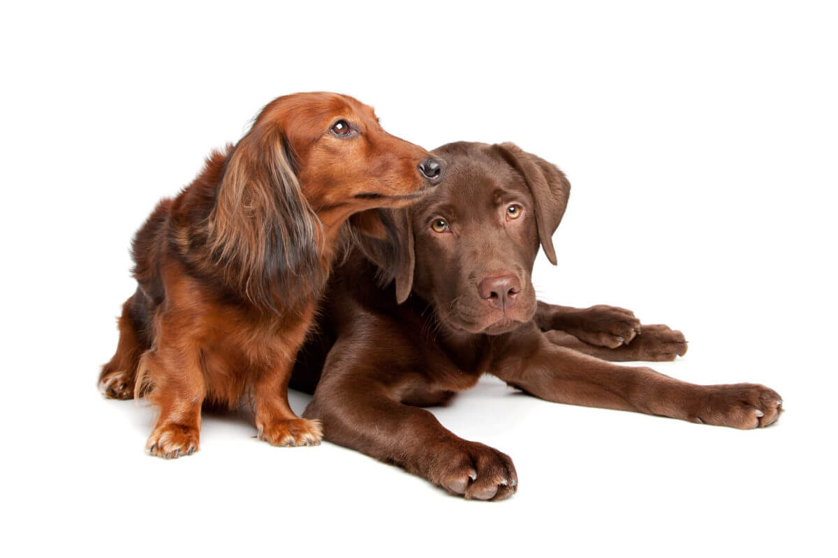 Dachshund Temperament & Personality - What Are Doxies Really like?