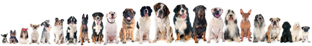 Diversity of dog breeds