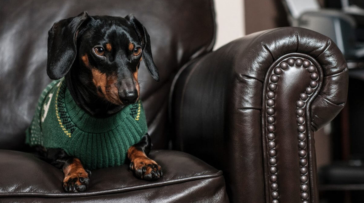 where did the term wiener dog come from