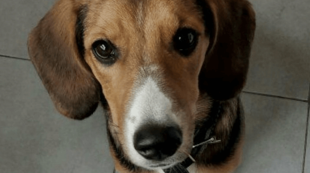 Dachshund Beagle Mix Welcome To The Sausage Dog World