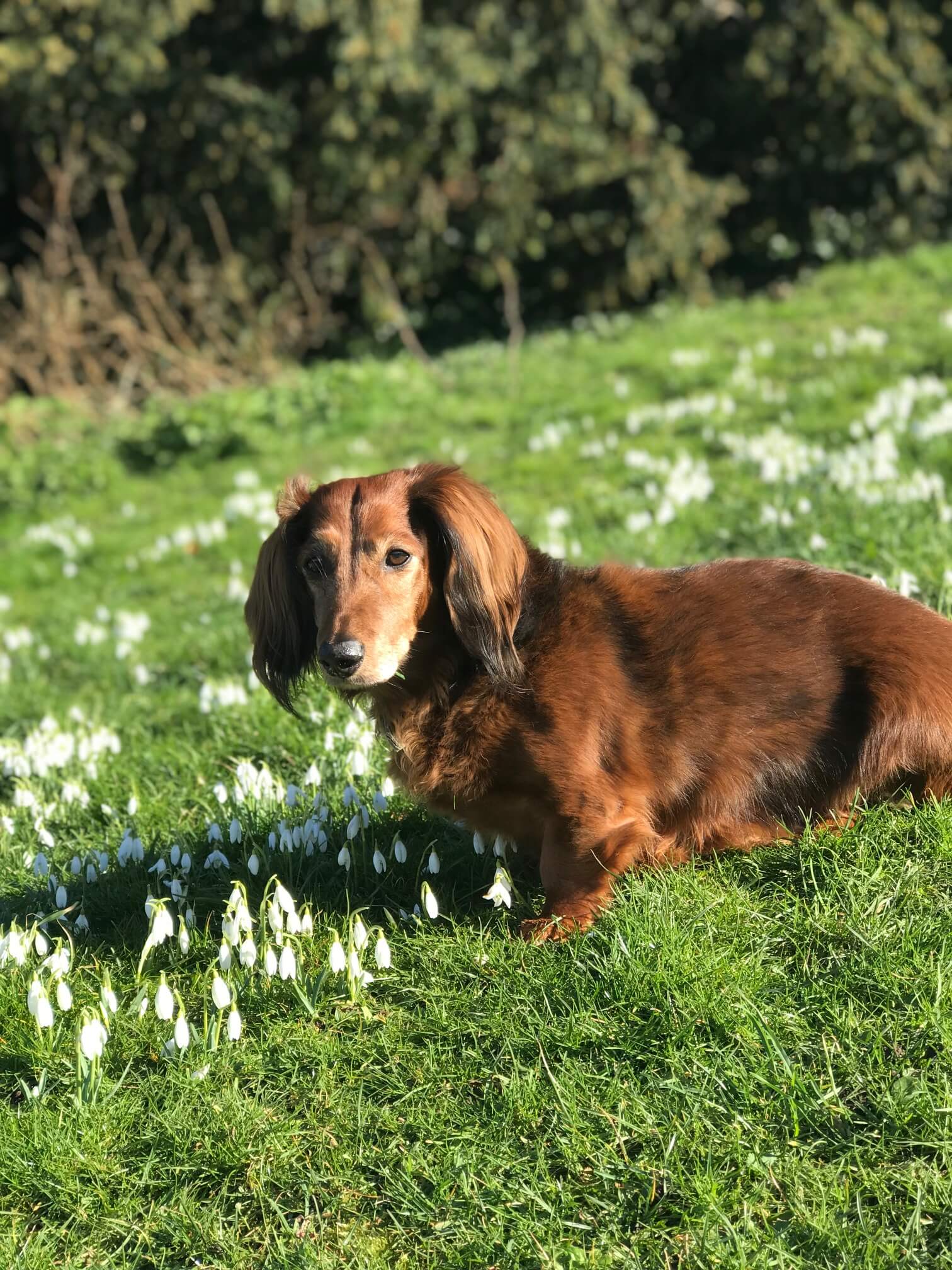 About Us - Welcome To The Sausage Dog World