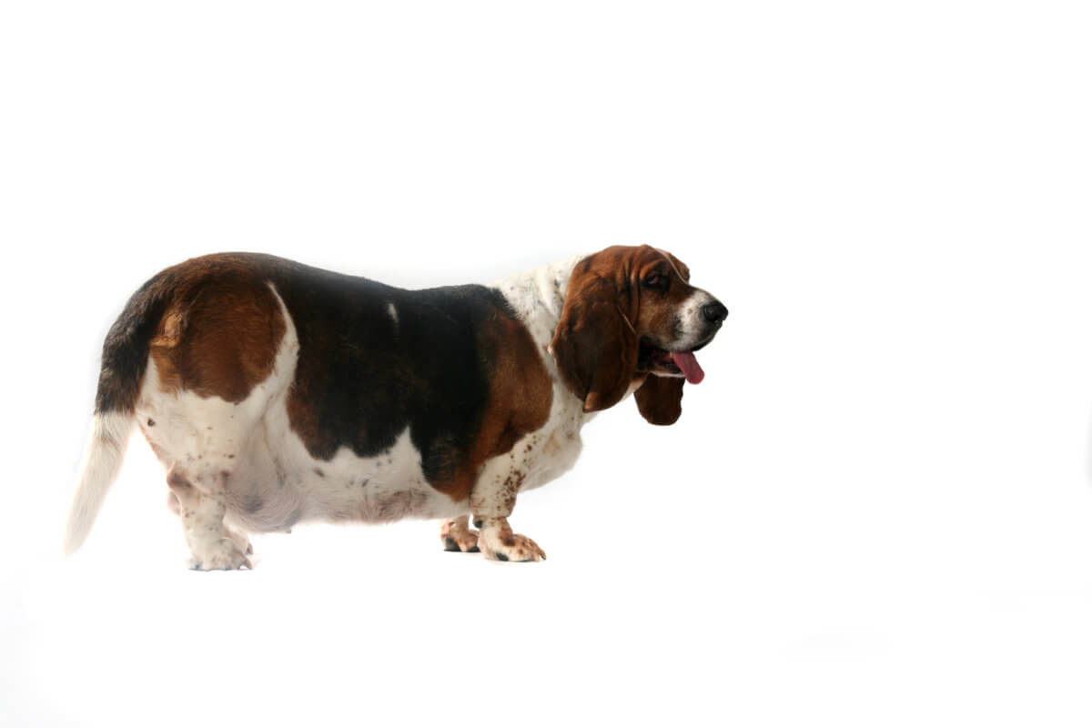 obesity-in-dogs-is-my-dog-overweight-symptoms-treatment