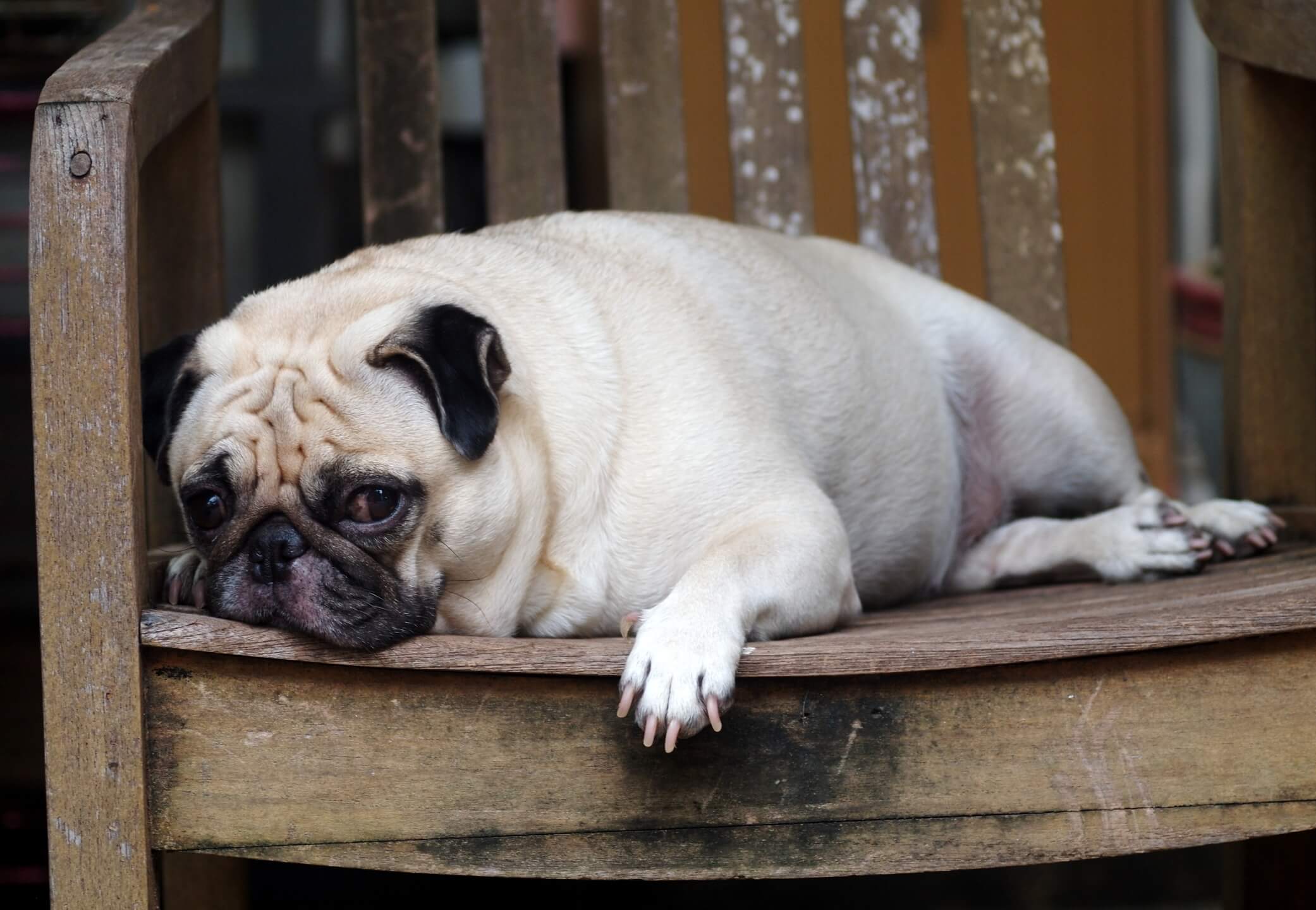 Obesity in Dogs: Is my Dog Overweight? Symptoms & Treatment