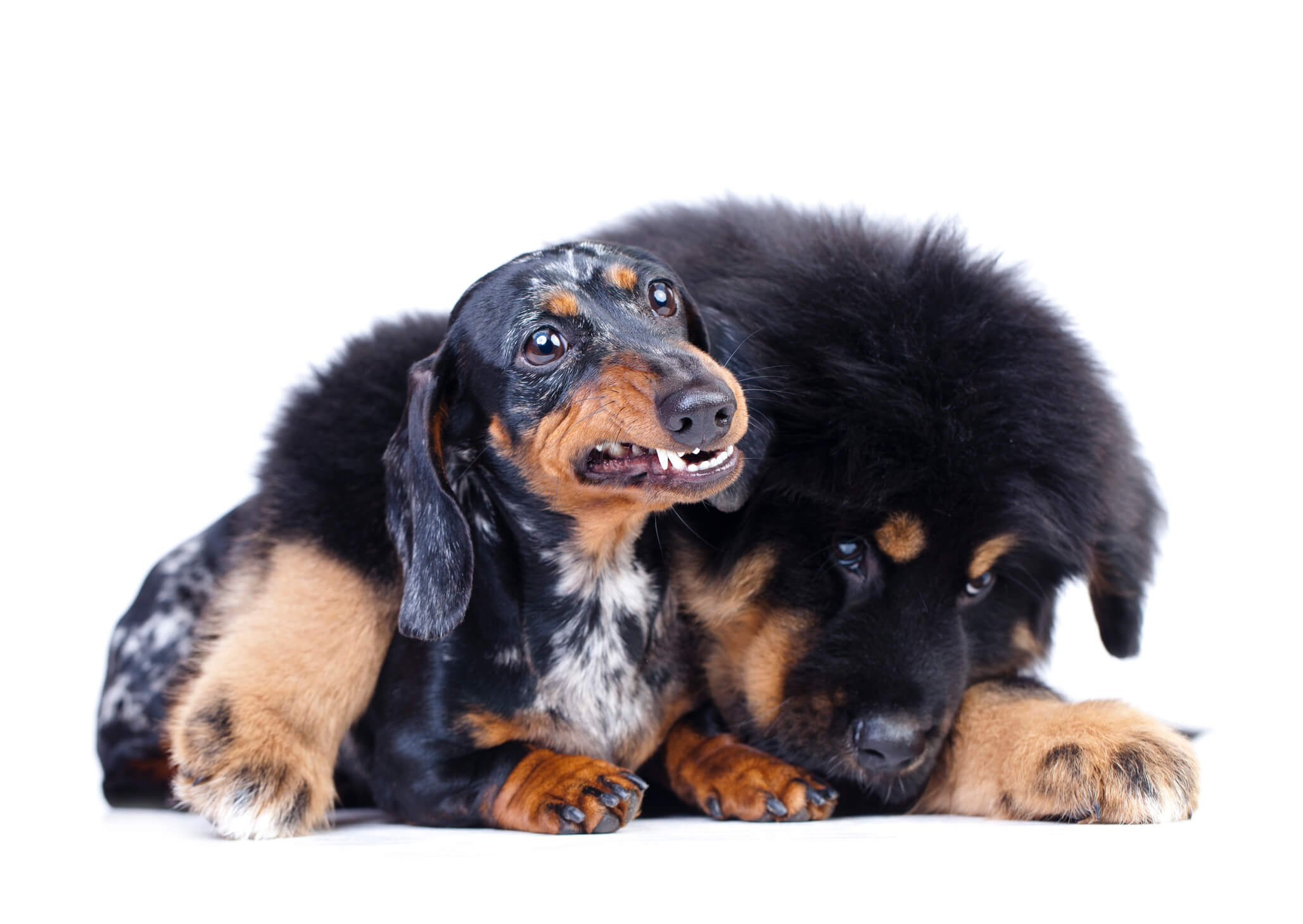 Are Dachshunds Aggressive? - Welcome To The Sausage Dog World