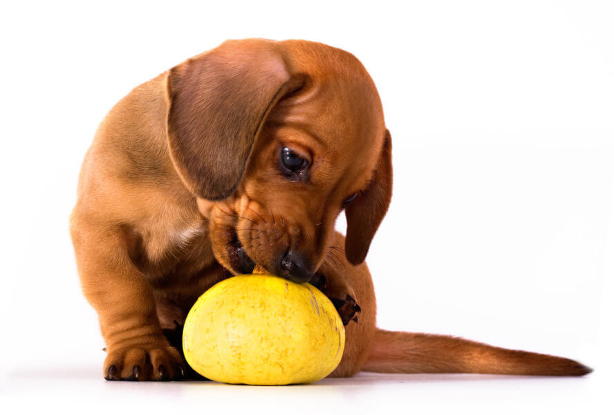 Best Dachshund Puppy Food Welcome To The Sausage Dog World   Dreamstime M 10342592 888x600 