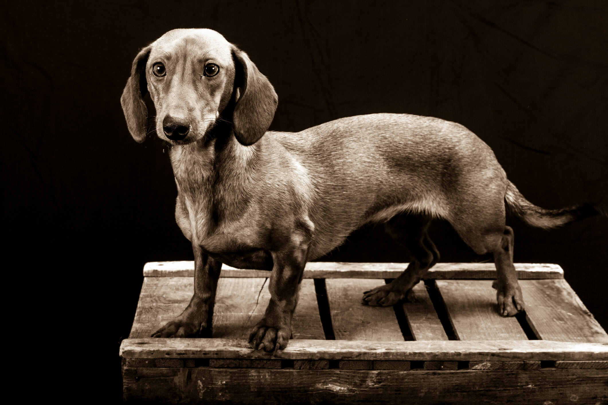 Shorthaired Dachshund: Your Complete Guide to the Breed