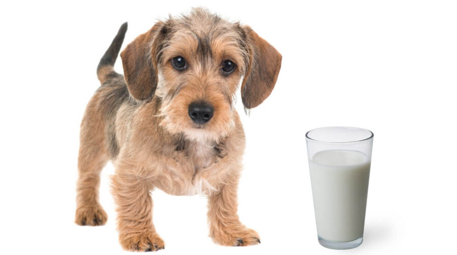 Can Dogs Drink Milk? - Welcome To The Sausage Dog World