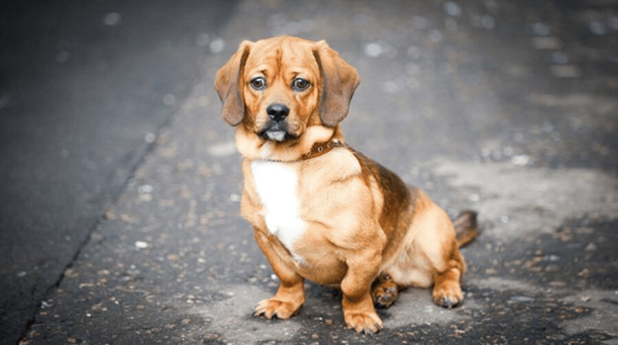 Dachshund Pug Mix - Pugsund - Welcome To The Sausage Dog World