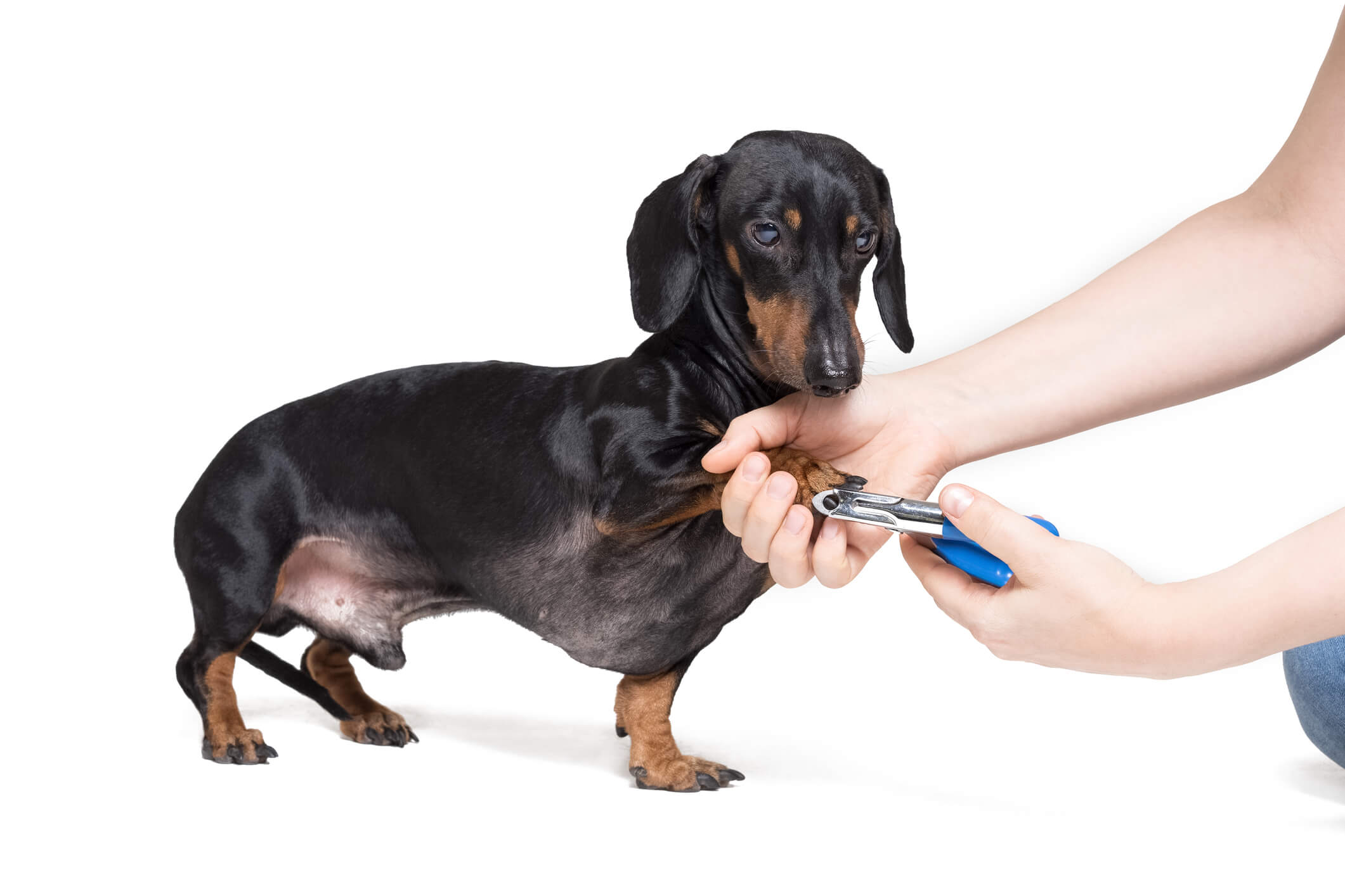 How To Care For Your Dachshund’s Coat And Grooming Needs