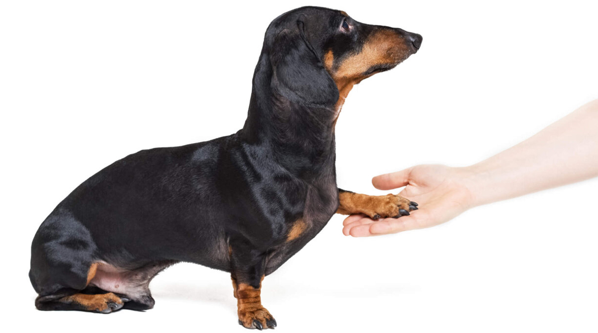 how do you teach a dachshund puppy tricks