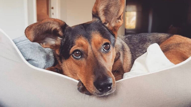 Dachshund German Shepherd Mix - Welcome To The Sausage Dog World