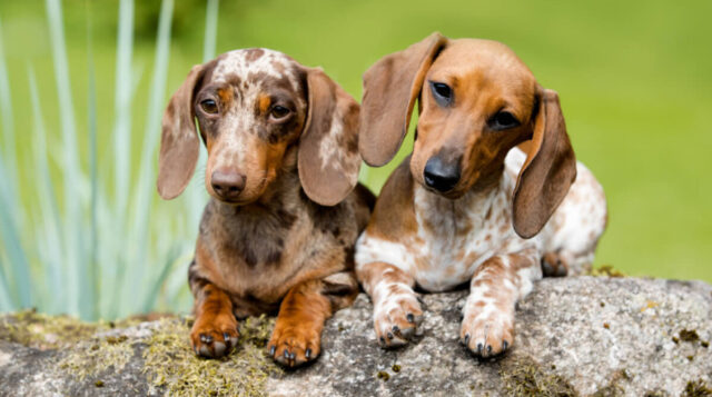 What Are Dachshunds Bred For? - Welcome To The Sausage Dog World