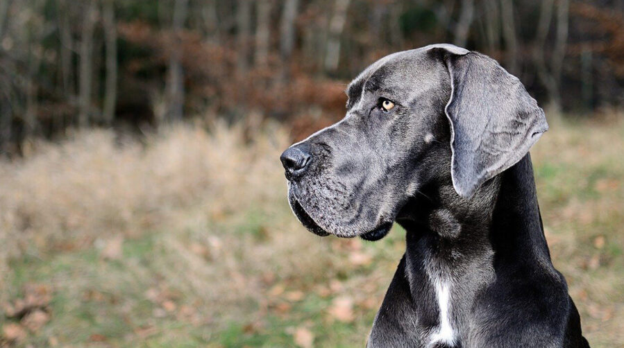 Dogs With Green Eyes - The Rarest Colour In The Canine World