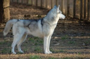 Husky Wolf Mix (Wolf-dog) - A Cross Of Striking Beauty And Intelligence