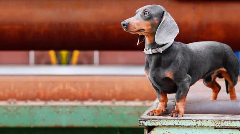 Blue Dachshund - Welcome To The Sausage Dog World