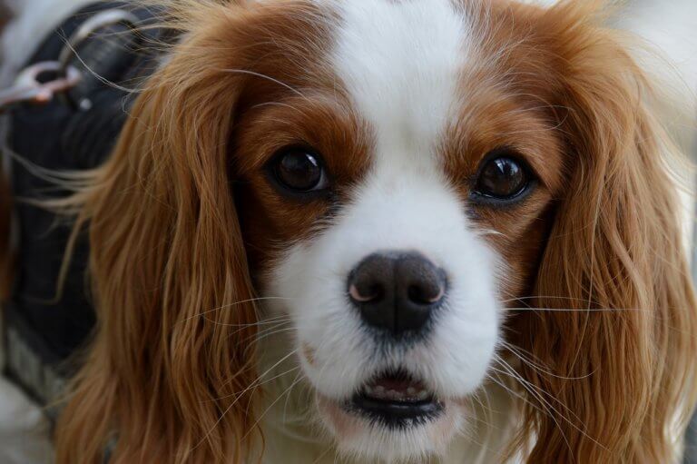 Dogs with Big Eyes - The Most Popular Breeds - Sausage Dog World