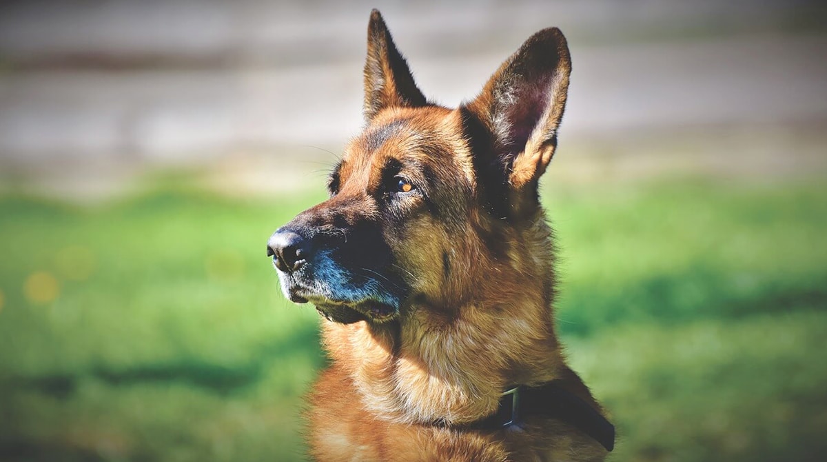 how much better can a dog hear than a human