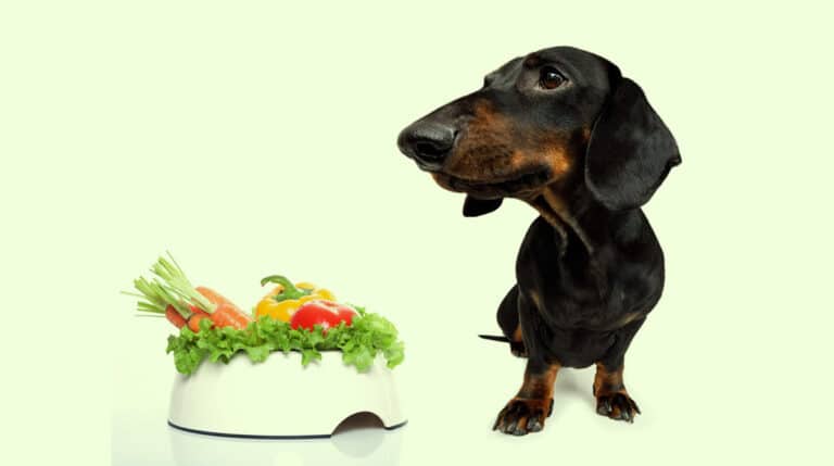 Dachshund Diet & Nutrition Facts - Welcome To The Sausage Dog World