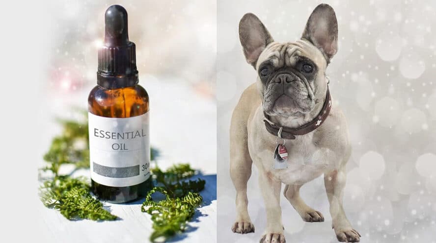 What Essential Oils Are Bad For Dogs Pet Health