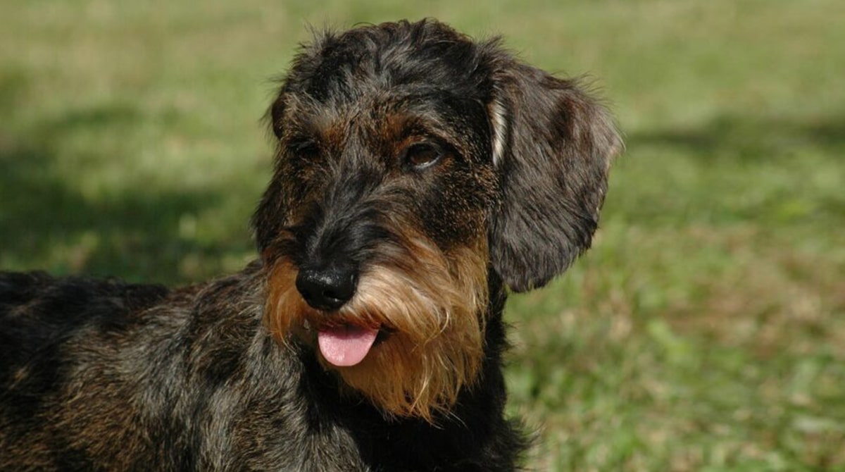 Puredbred Dachshund or Not? How Can You Tell if your Dog is Purebred?