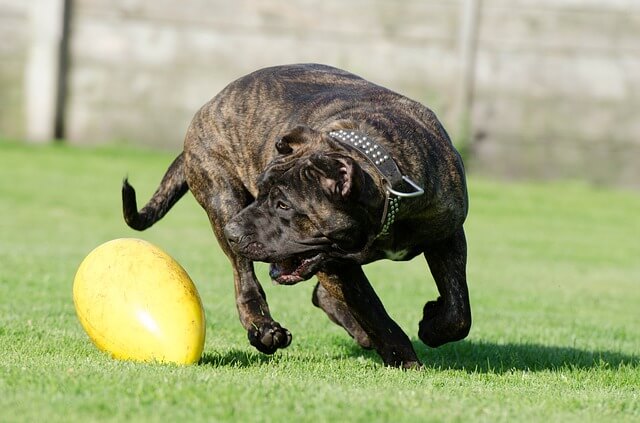 Presa Canario, most dangerous dog breeds