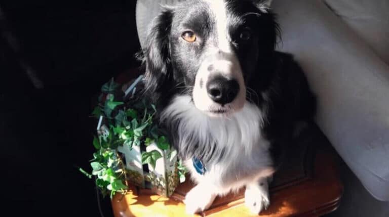 Dachshund Border Collie Mix - Welcome To The Sausage Dog World