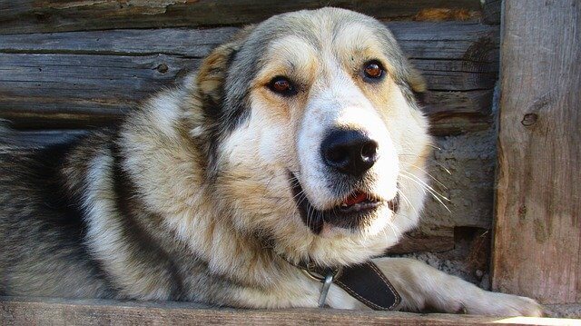 what breeds of dogs get their ears cropped