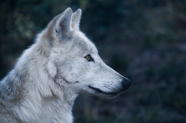 wolfdog