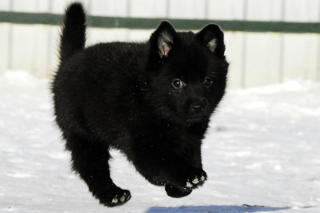 Schipperke