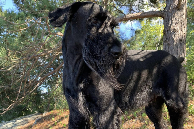 Giant Schnauzer