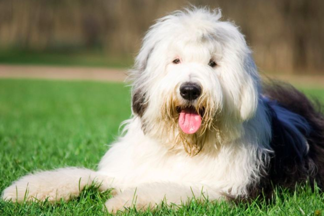 Old English Sheepdog