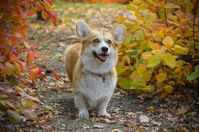 dogs that look like foxes Pembroke Welsh Corgi