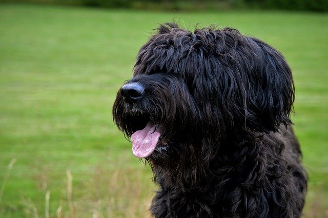 Fluffy Dog Breeds Briard