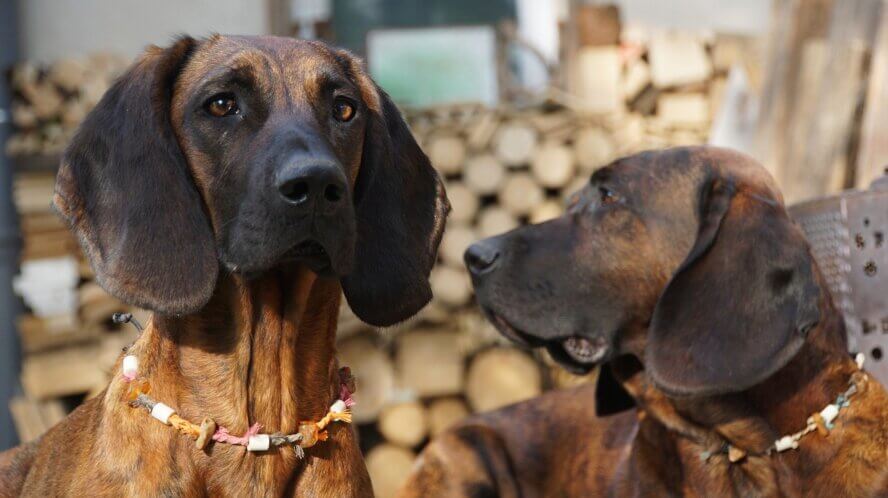 bloodhound