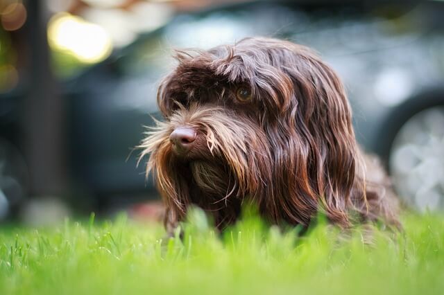 Dog breeds with long floppy ears: Havanese