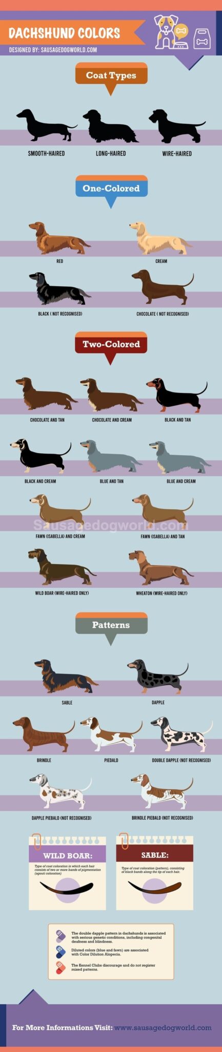 dachshund-colours-markings-sausage-dog-world